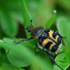 Pinselkäfer Trichius zonatus