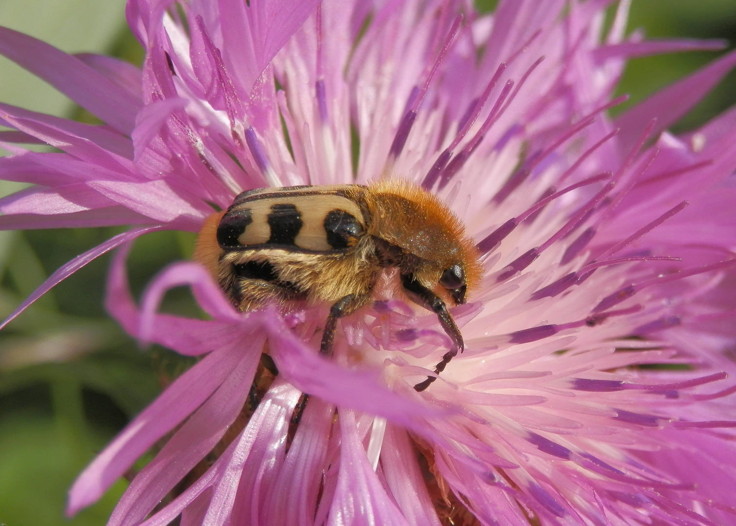 Pinselkäfer (Trichius zonatus) auf Flockenblume