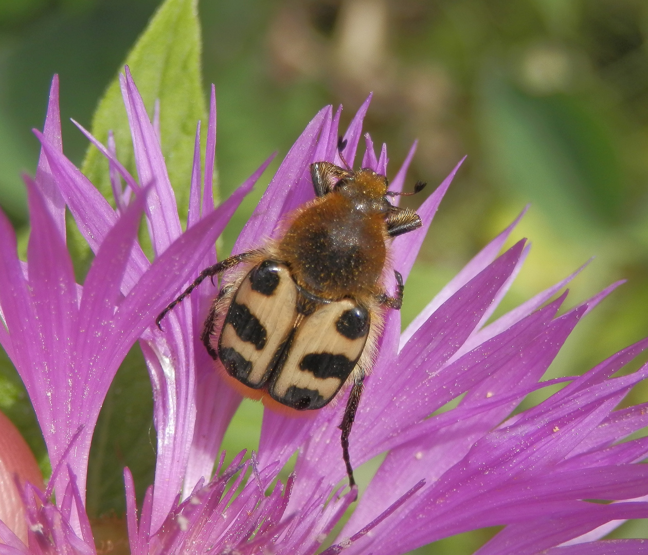 Pinselkäfer (Trichius zonatus) auf Flockenblume