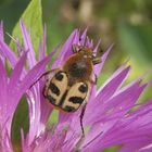 Pinselkäfer (Trichius zonatus) auf Flockenblume