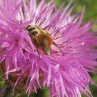 Pinselkäfer (Trichius zonatus) auf Flockenblume