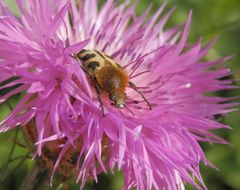 Pinselkäfer (Trichius zonatus) auf Flockenblume