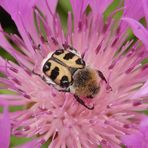 Pinselkäfer (Trichius zonatus) auf Flockenblume