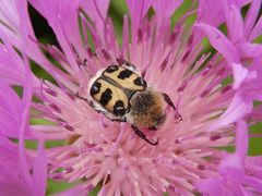 Pinselkäfer (Trichius zonatus) auf Flockenblume