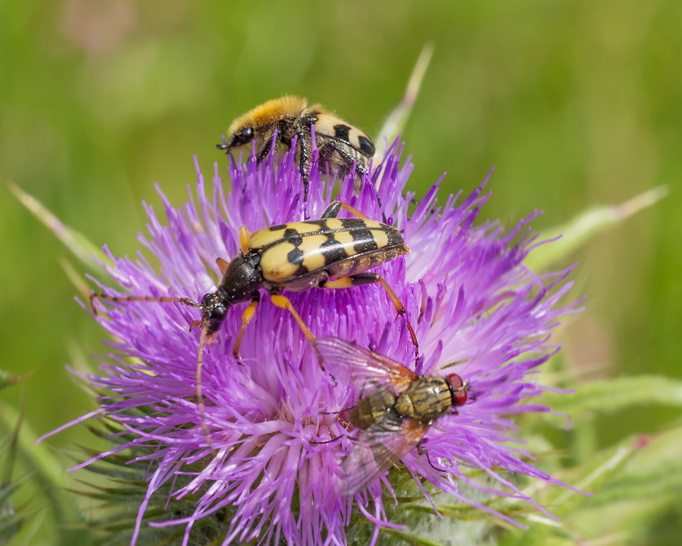 Pinselkäfer, Vierbindiger Schmalbock und Fliege