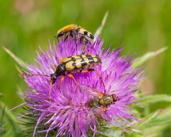 Pinselkäfer, Vierbindiger Schmalbock und Fliege