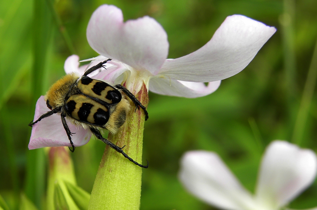 Pinselkäfer(Trichius fasciatus) on Tour.....