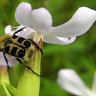 Pinselkäfer(Trichius fasciatus) on Tour.....