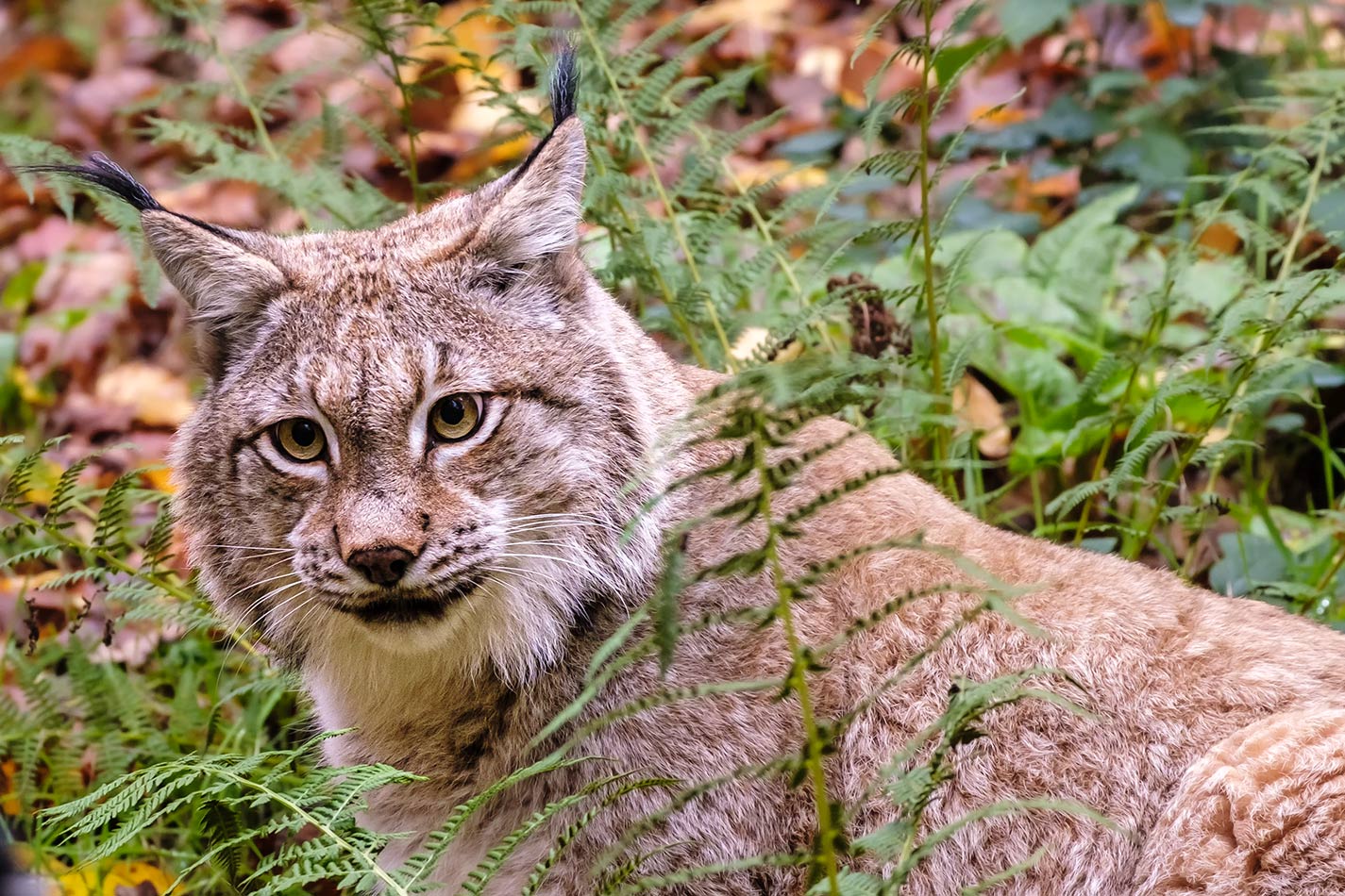 Pinselohr im Portrait