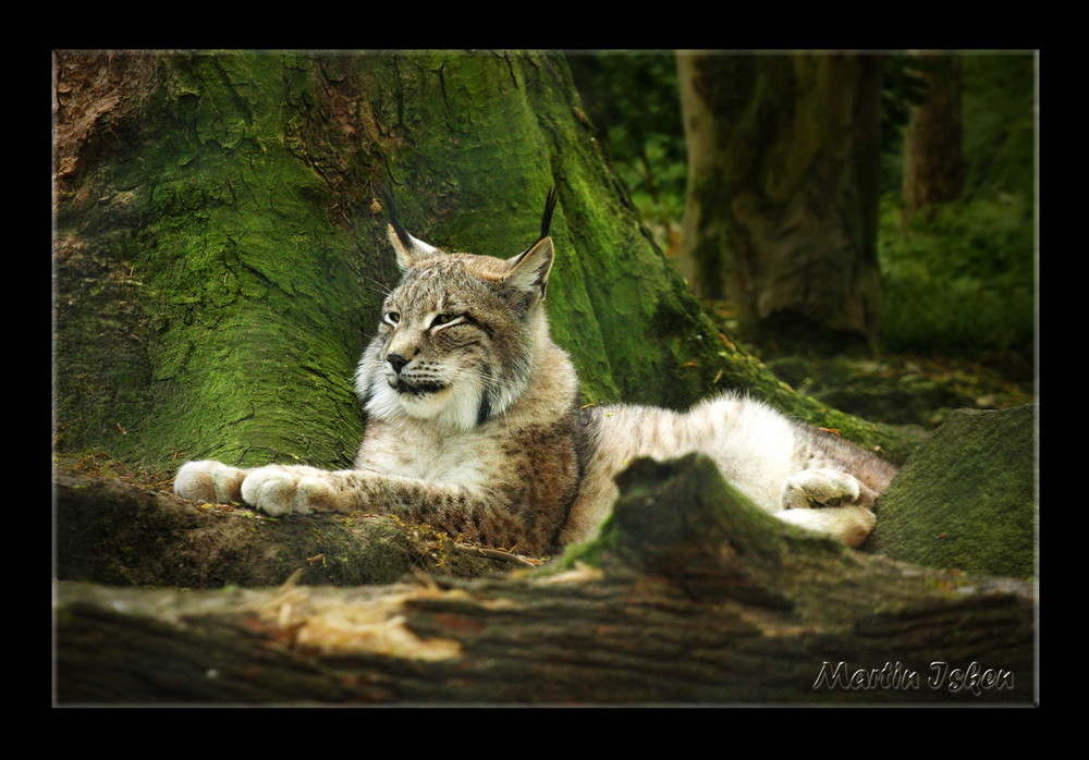 Pinselohr - Katze ( Luchs )