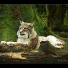 Pinselohr - Katze ( Luchs )