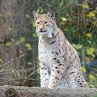 Pinselohr ( Luchs )