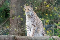 Pinselohr ( Luchs )