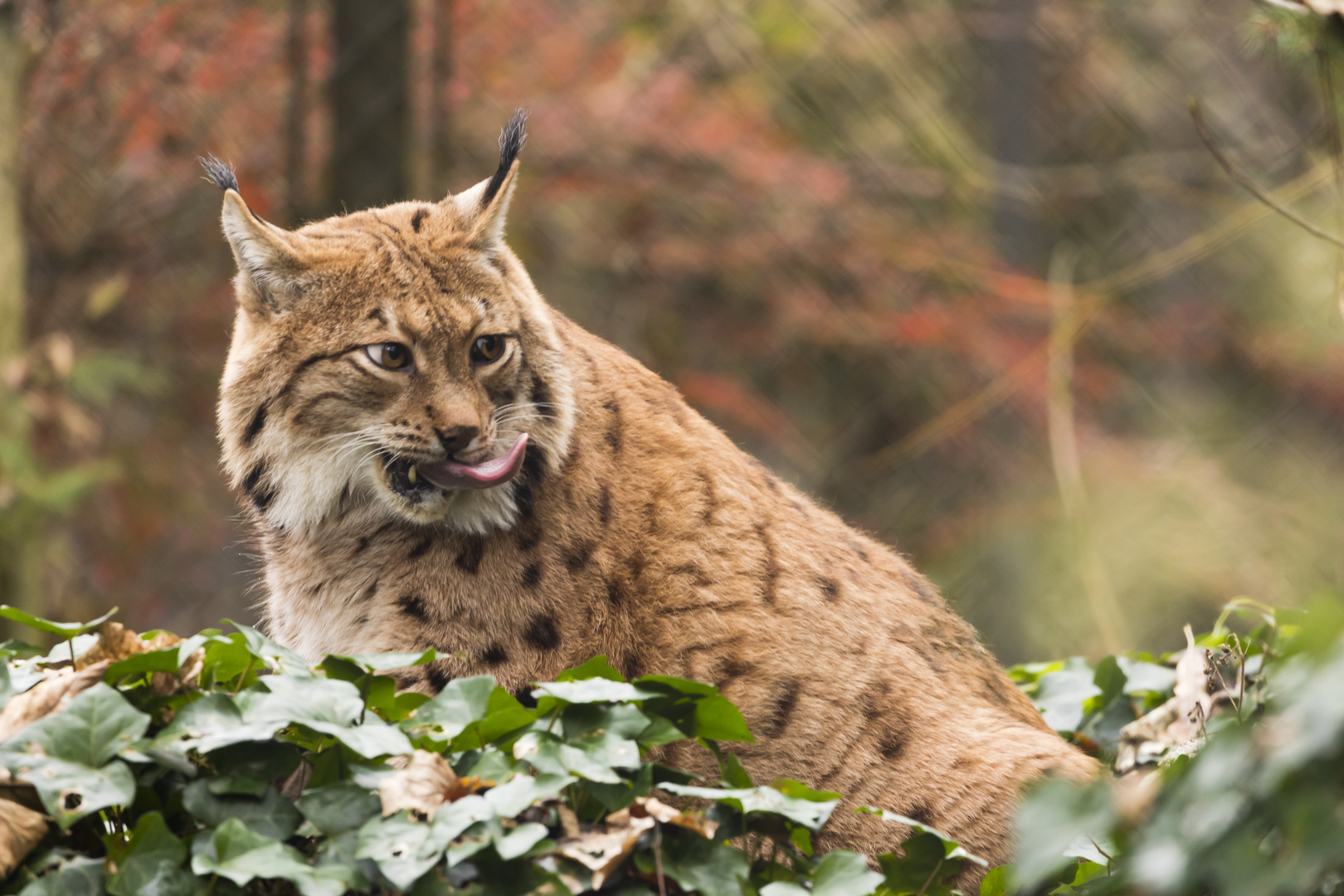 Pinselohr Luchs nach der Mahlzeit 