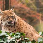 Pinselohr Luchs nach der Mahlzeit 