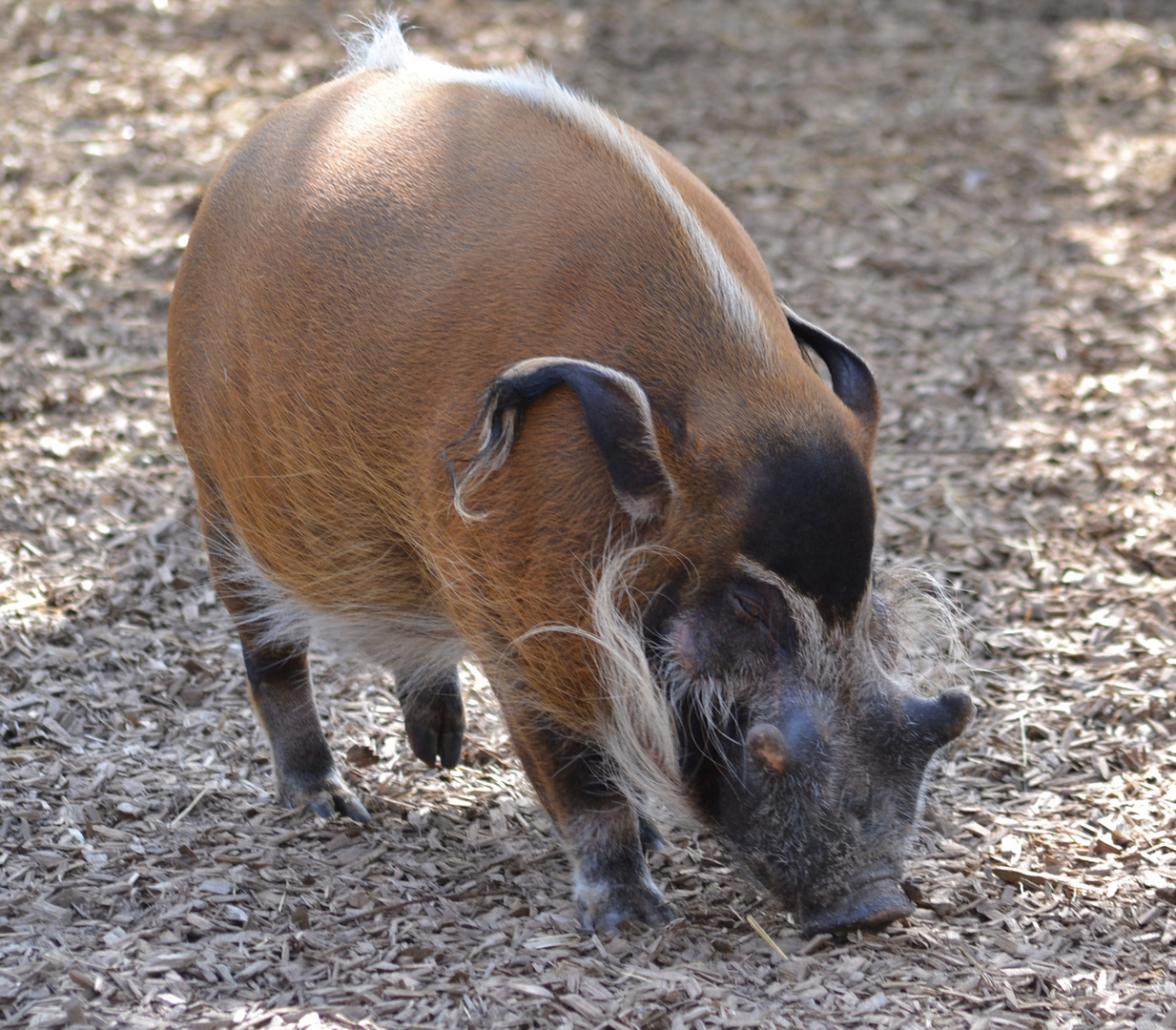 Pinselohr Schwein