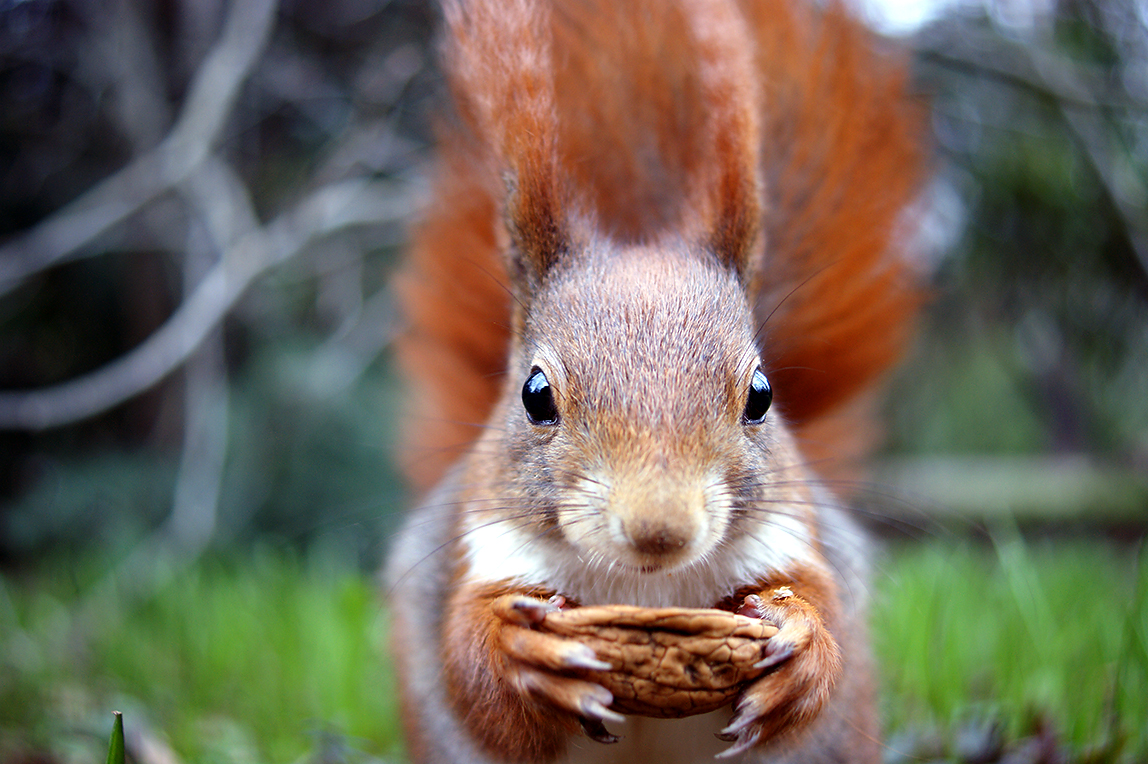 ..Pinselohr ( Sciurus vulgaris )