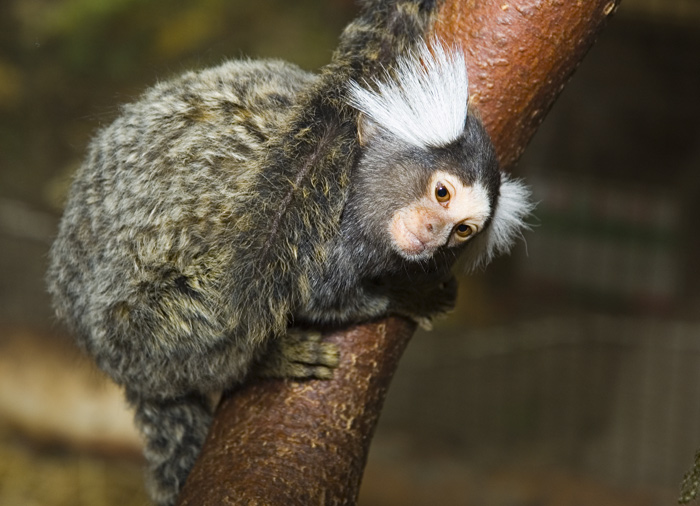 Pinselohräffchen Pinselohräffchen