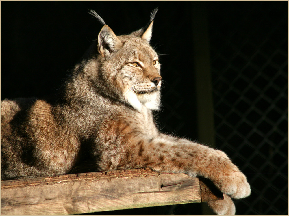 Pinselohren in der Sonne