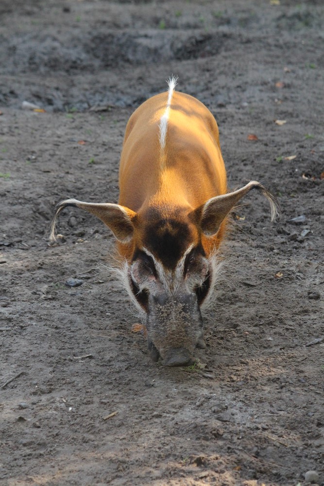 Pinselohrschwein