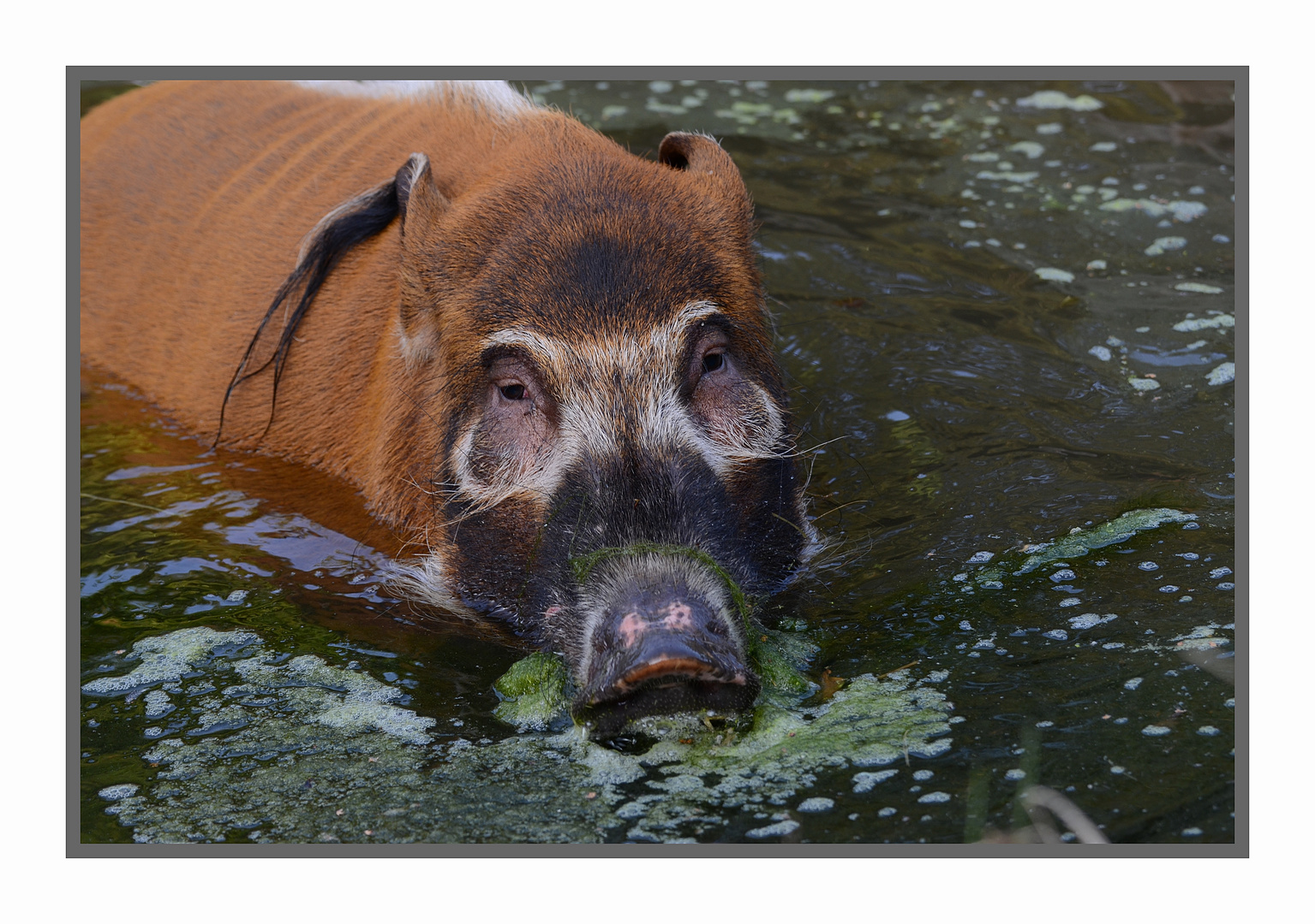 Pinselohrschwein