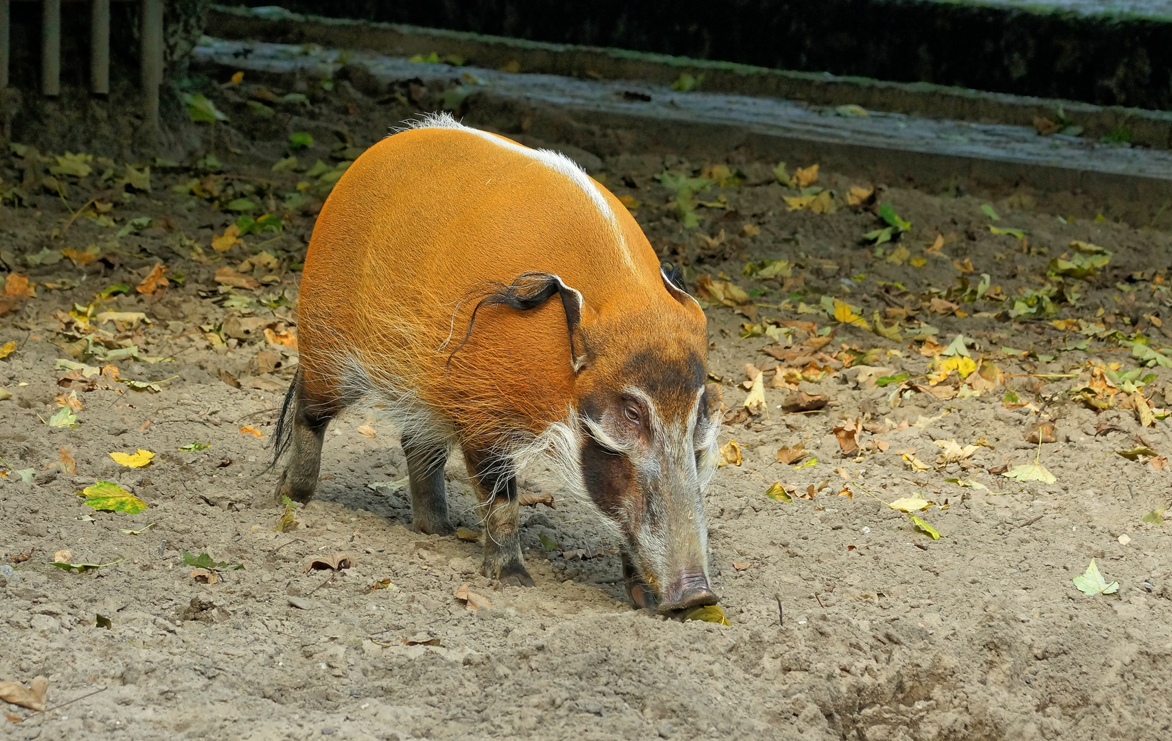 Pinselohrschwein