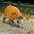 Pinselohrschwein