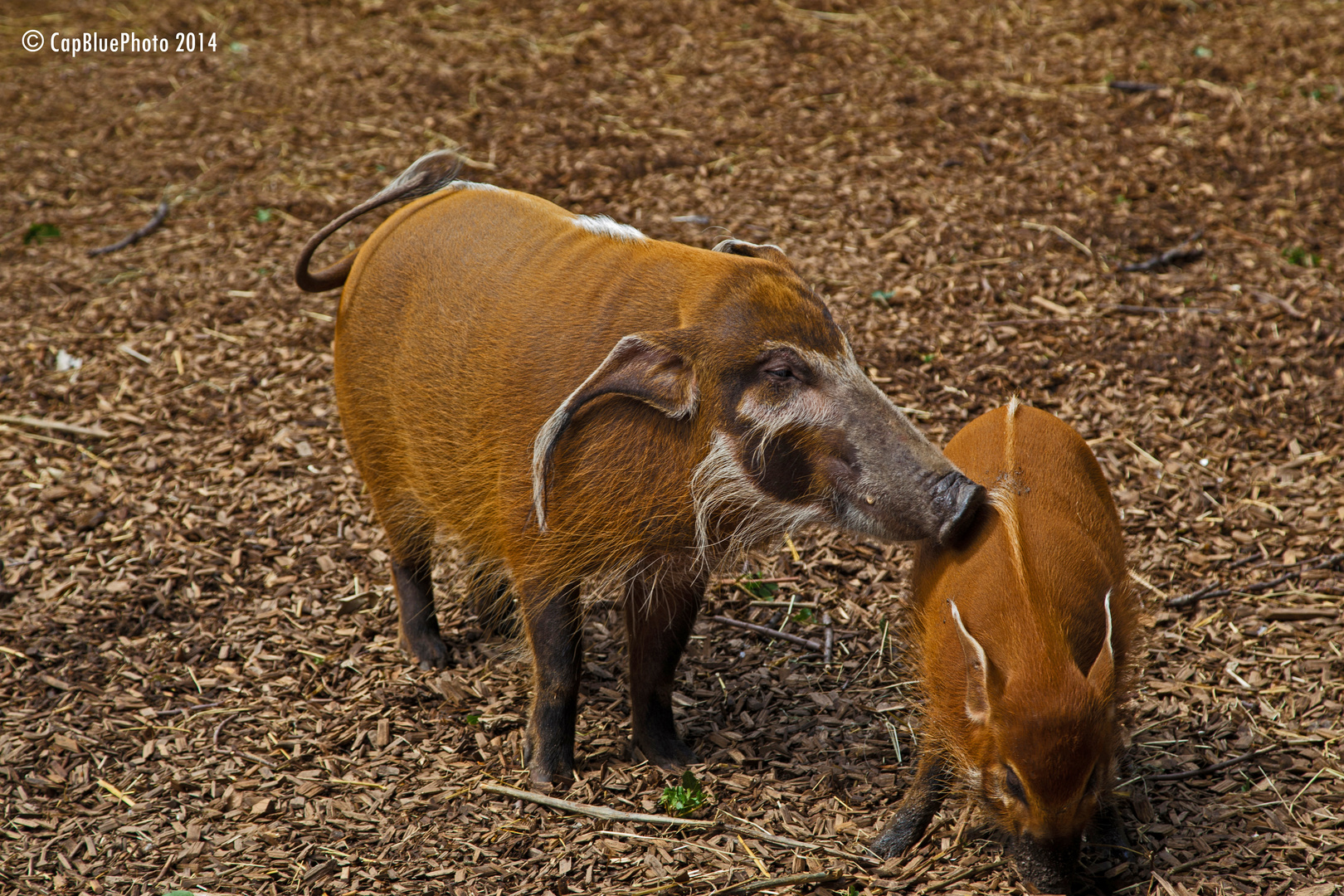 Pinselohrschwein