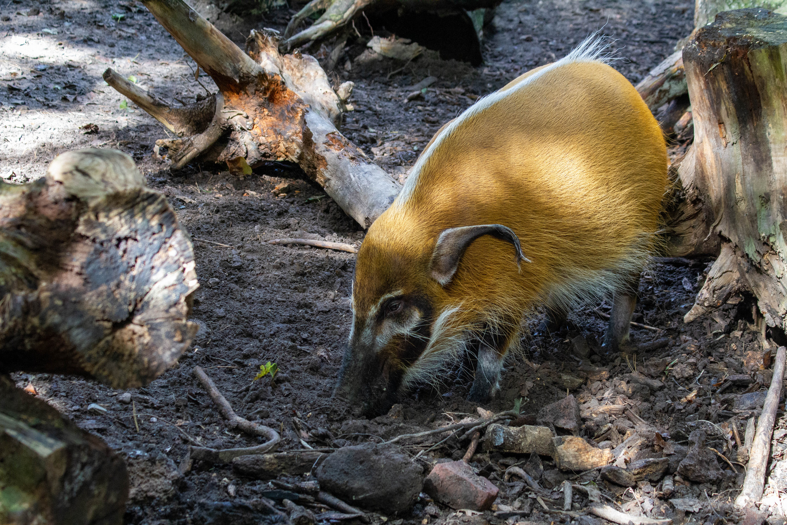 Pinselohrschwein bei der Suche nach einem Leckerbissen!