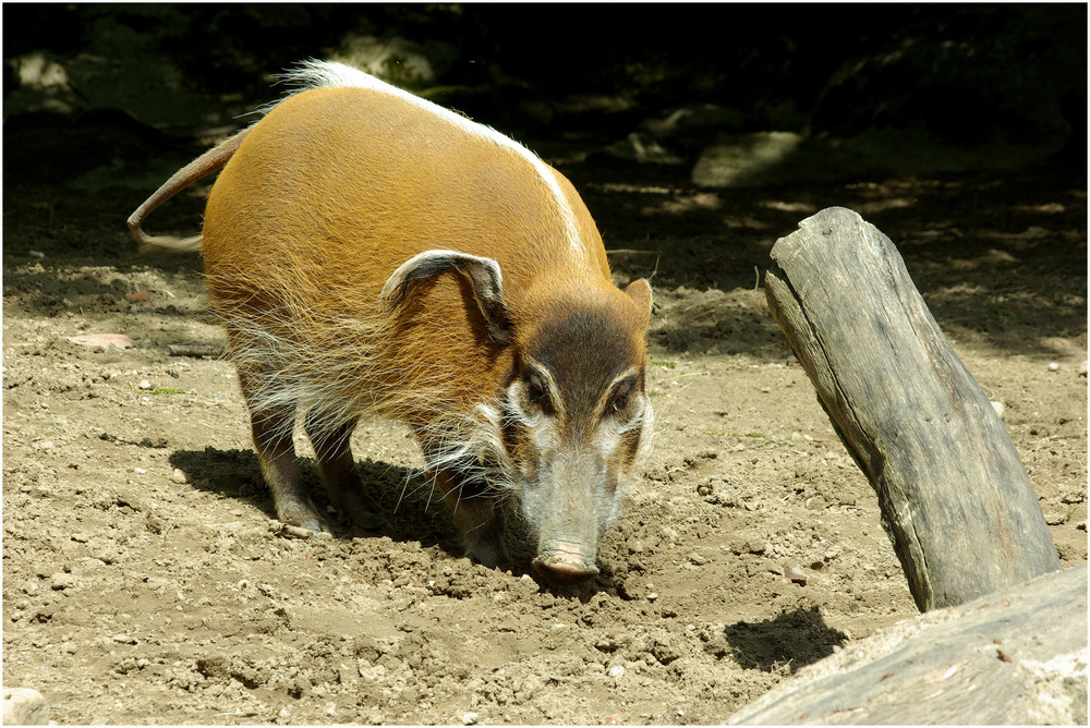 Pinselohrschwein