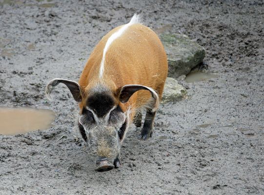 Pinselohrschwein - Dienstag-tierisch gut