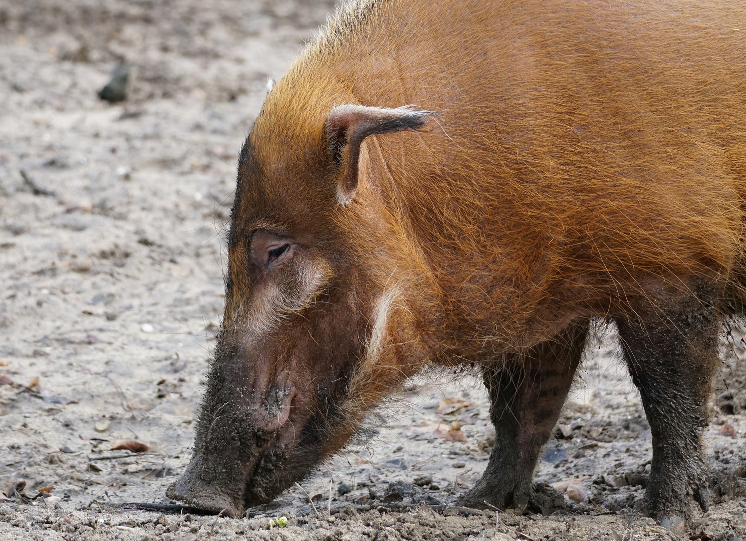 Pinselohrschwein