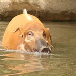 Pinselohrschwein im Duisburger Zoo