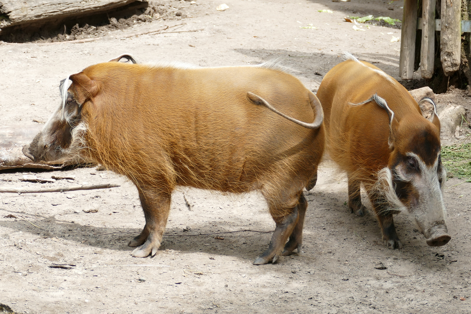 Pinselohrschwein im Krefelder Zoo