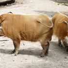 Pinselohrschwein im Krefelder Zoo