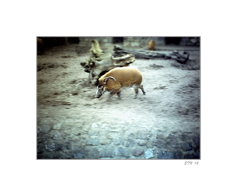 Pinselohrschwein in Bewegung
