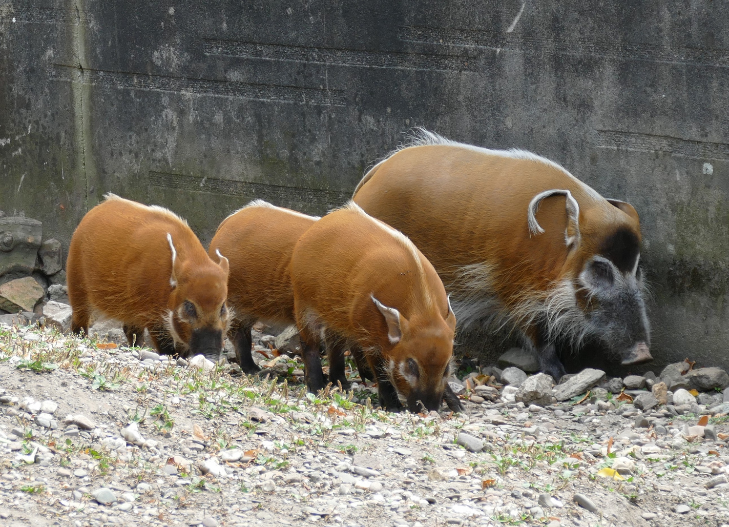 Pinselohrschwein mit Jungtieren im Kölner Zoo 