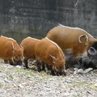 Pinselohrschwein mit Jungtieren im Kölner Zoo 