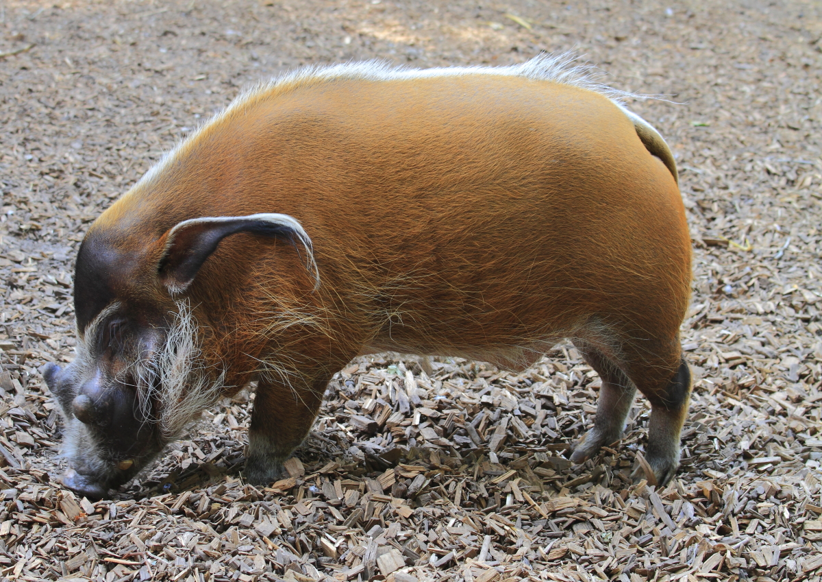 Pinselohrschwein oder Flussschwein (Potamochoerus porcus) 