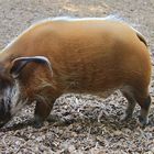 Pinselohrschwein oder Flussschwein (Potamochoerus porcus) 