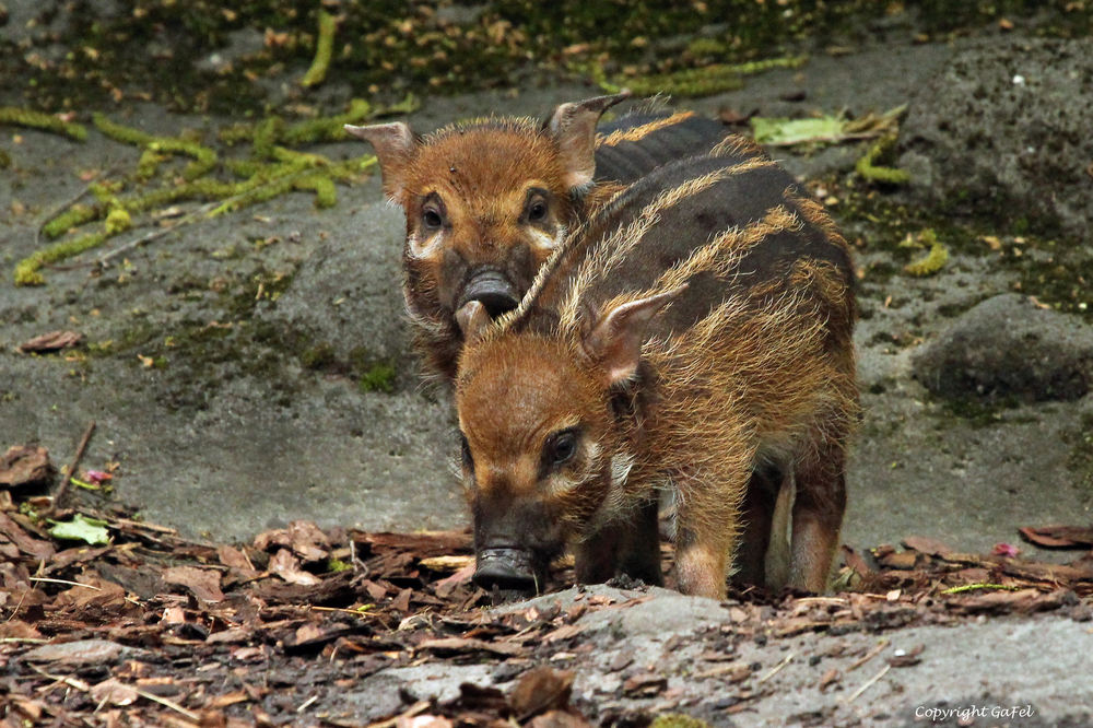 Pinselohrschweinchen