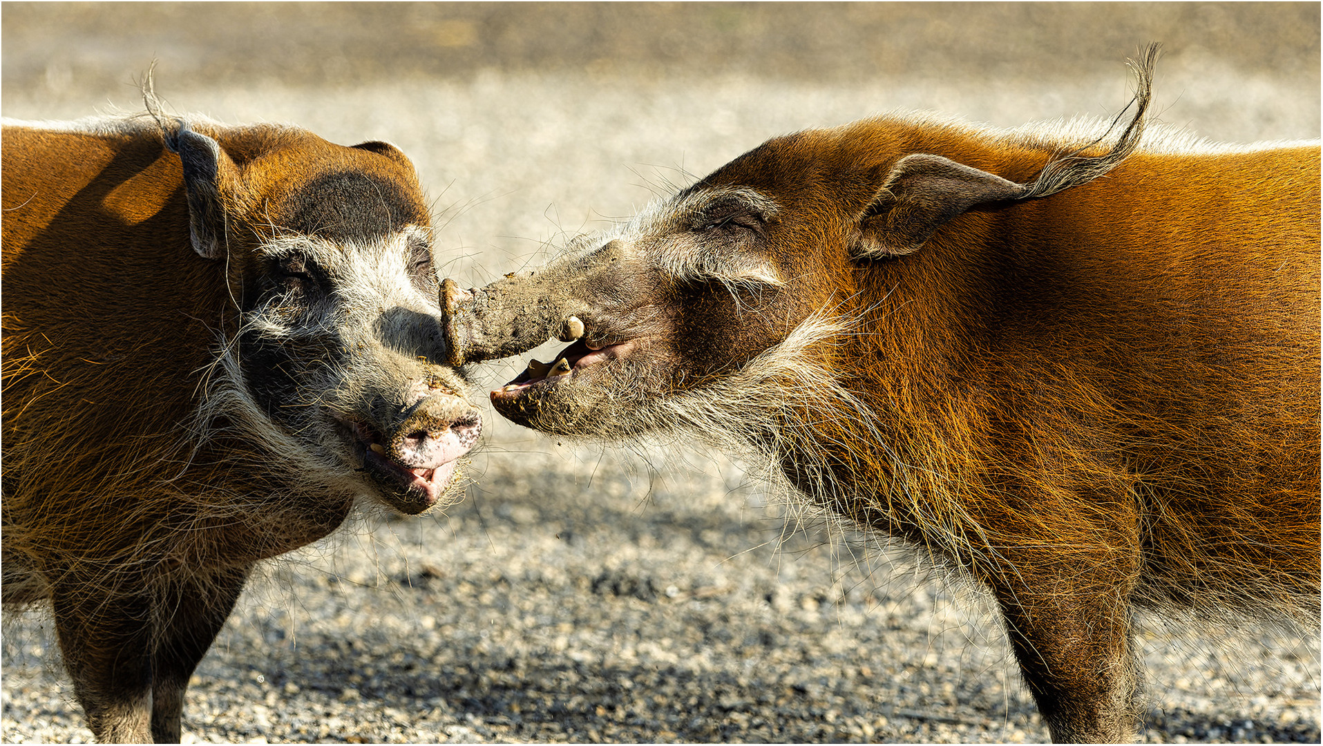 Pinselohrschweine