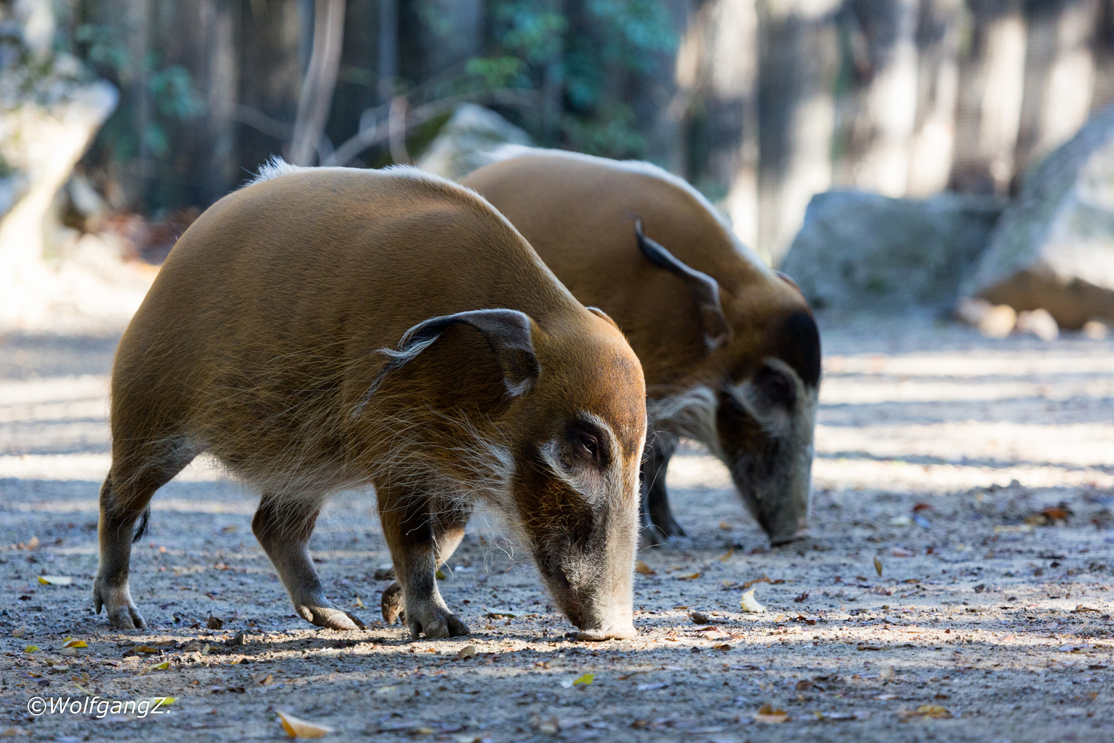 Pinselohrschweine