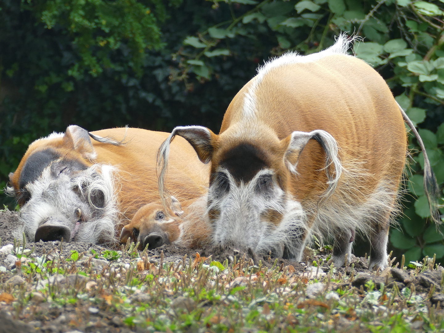 Pinselohrschweinfamilie im Kölner Zoo. 
