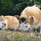 Pinselohrschweinfamilie im Kölner Zoo. 