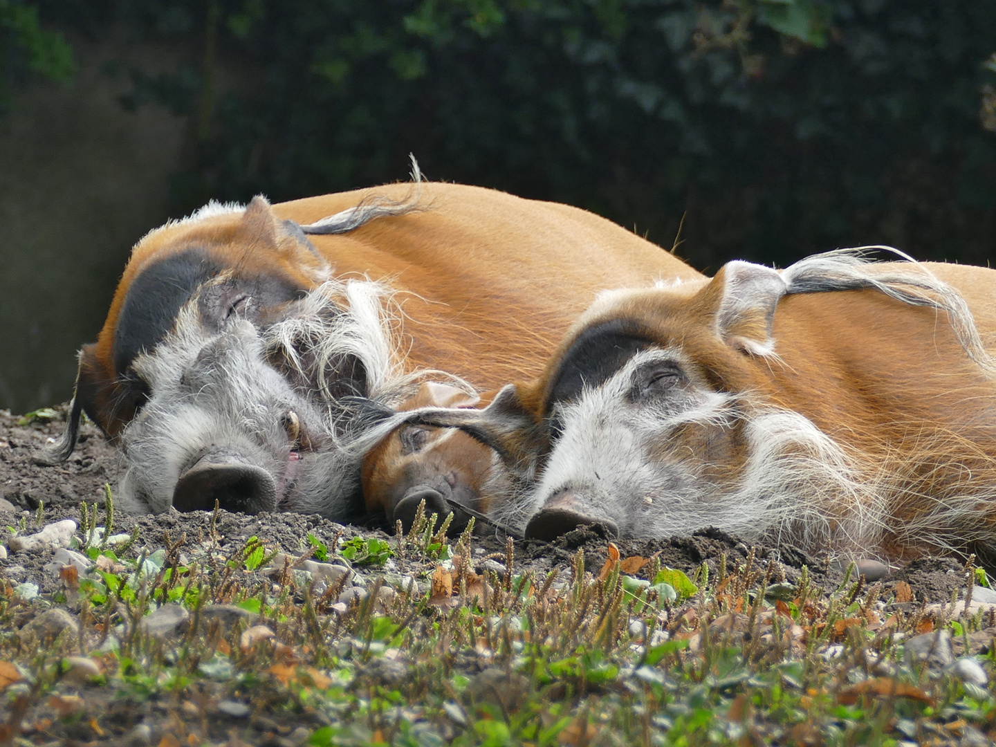 Pinselohrschweinfamilie im Kölner Zoo. 