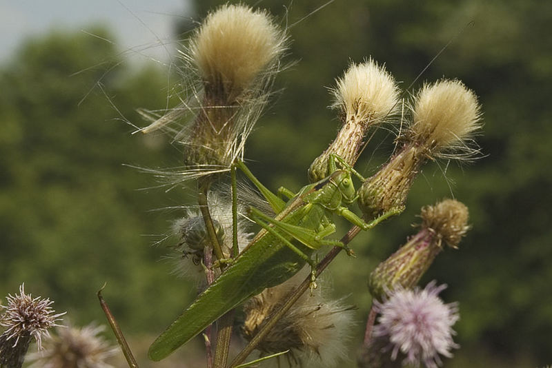 Pinselreiniger