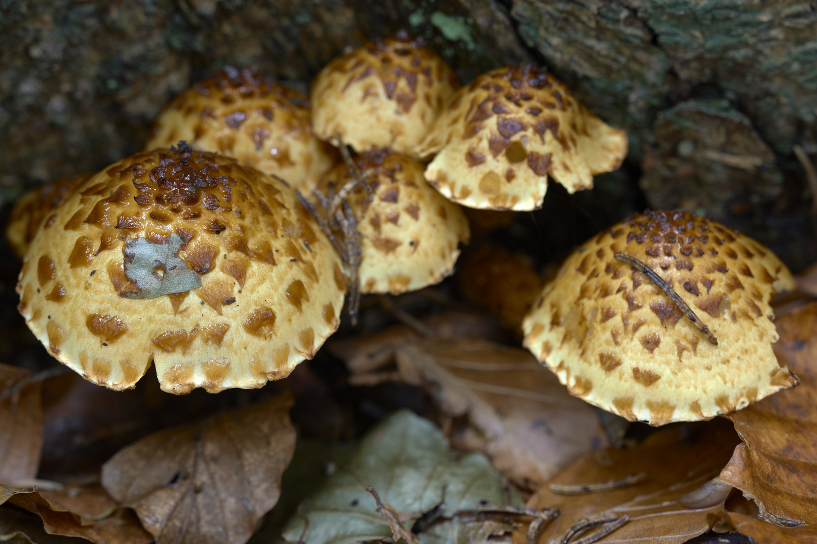 Pinselschüpplinge