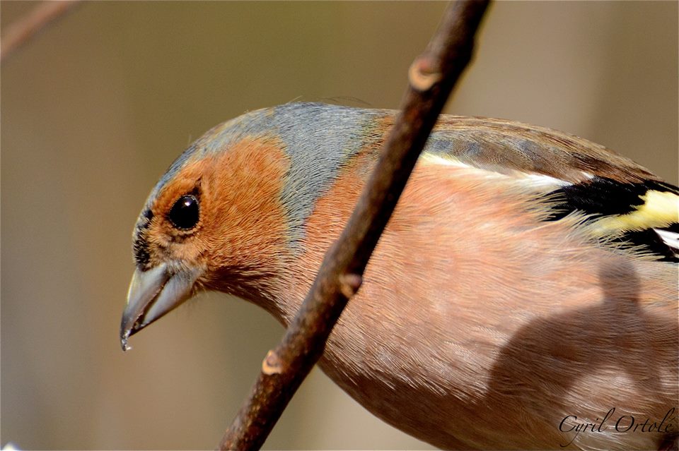 Pinson des arbres