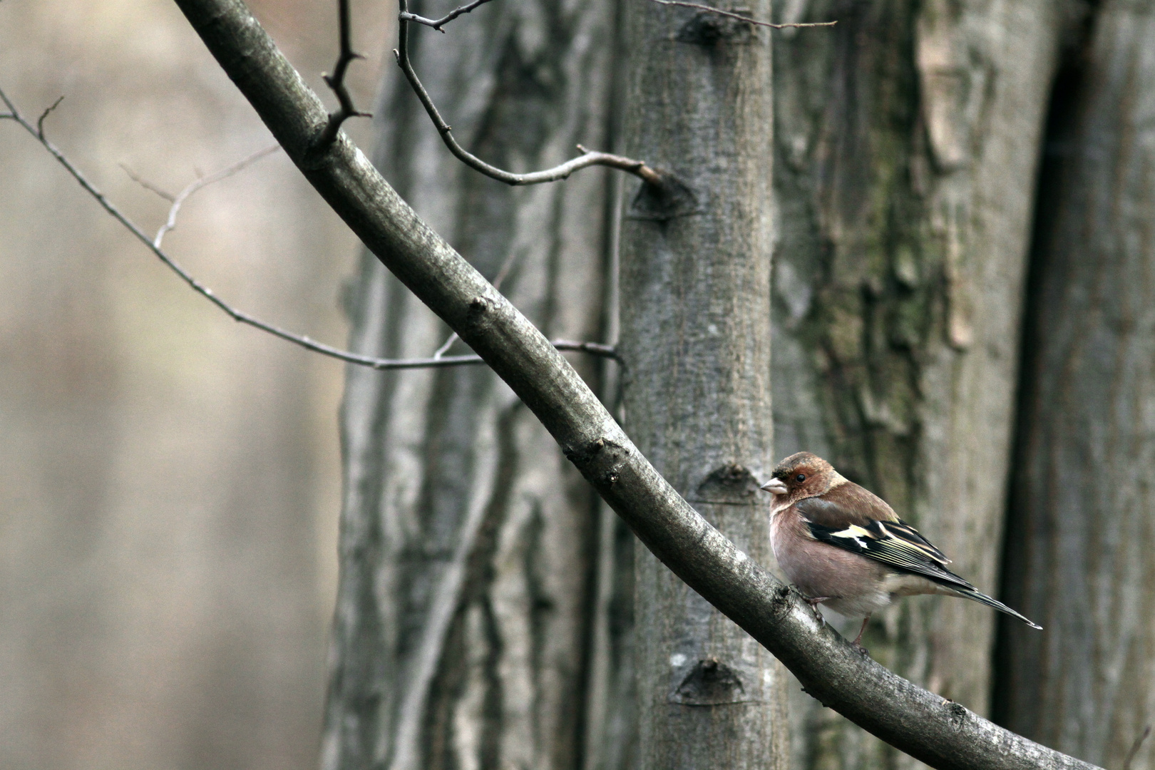 pinson des arbres